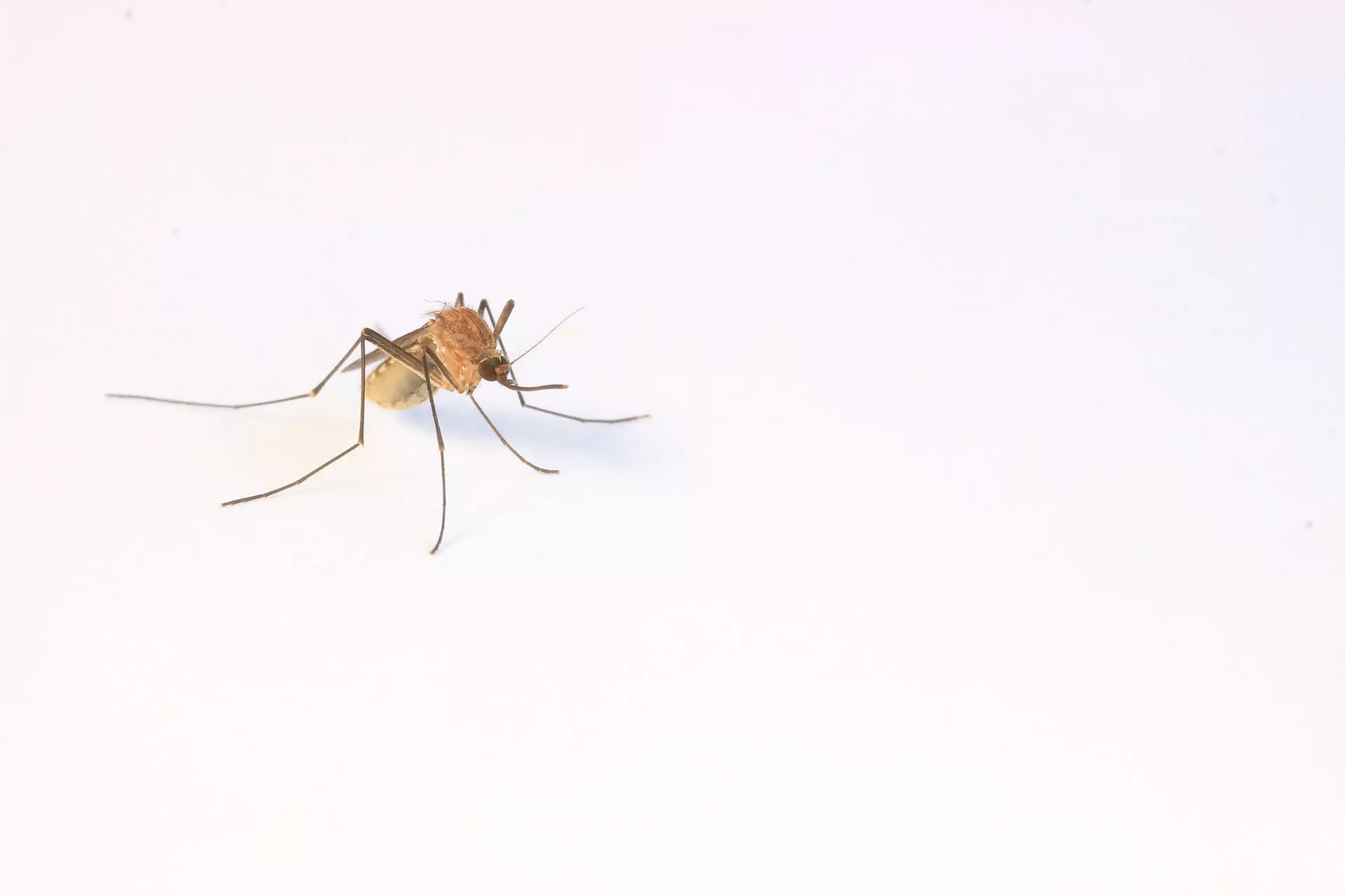 DESCIENDEN LOS CASOS DE DENGUE EN LA CIUDAD